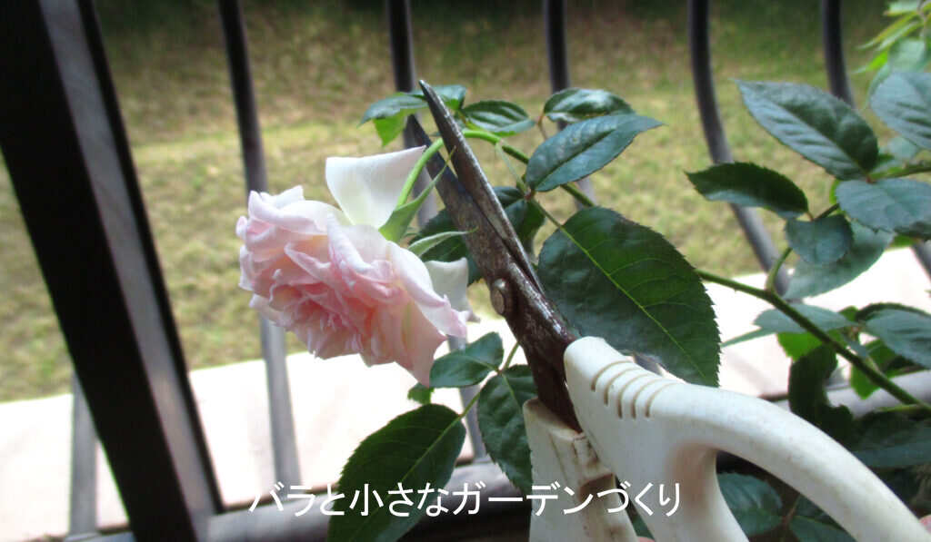 2番花の花がら切り