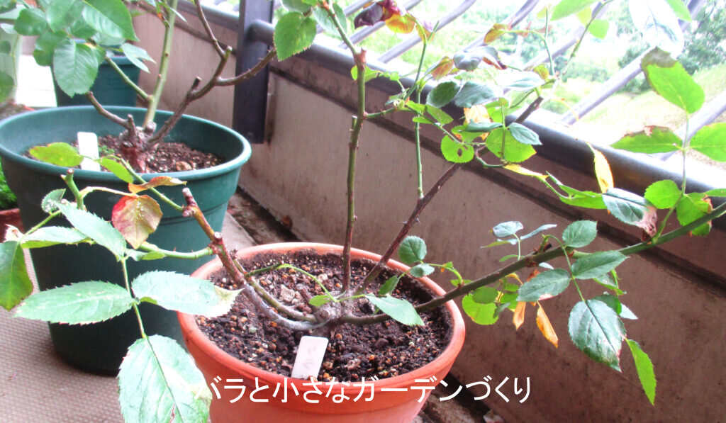 調子を崩した夏の株