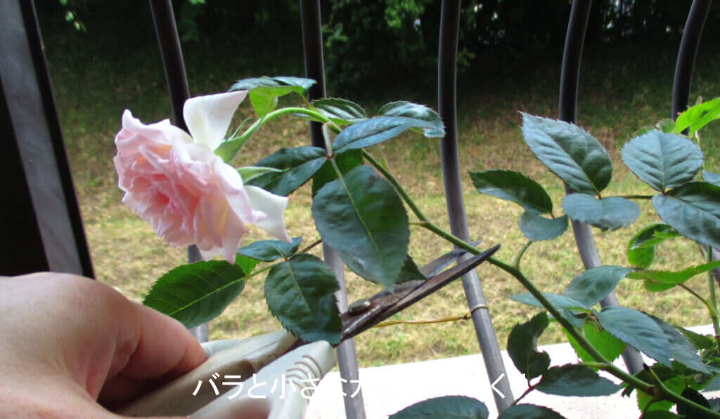 2番花の切り戻し
