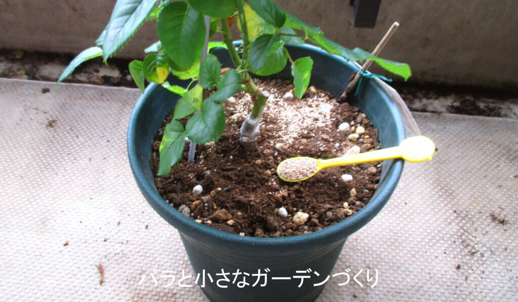 2度目の鉢増し6