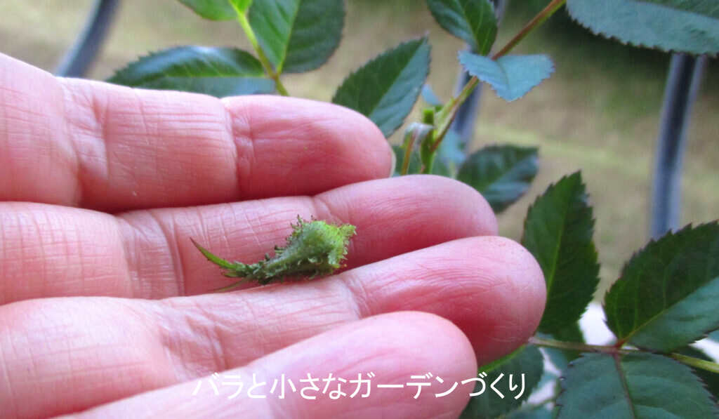 蕾だけをピンチする