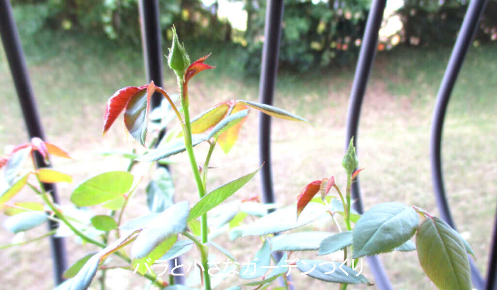 3番花の蕾(つぼみ)