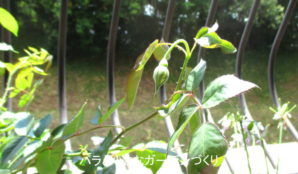 7月のしおれたバラの蕾