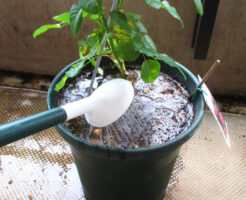 真夏のバラの水やり完全ガイド｜失敗しないコツと環境に合わせた判断方法
