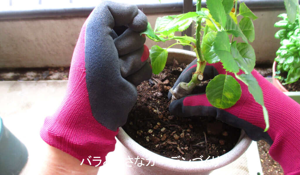2度目の鉢増し1