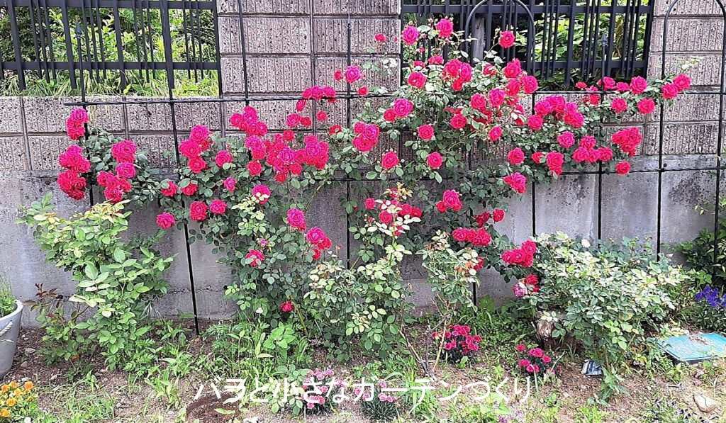 つるバラ「シンパシー」の花