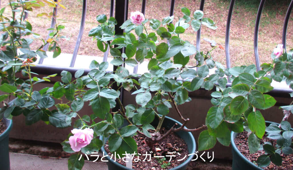 7月のバラの様子