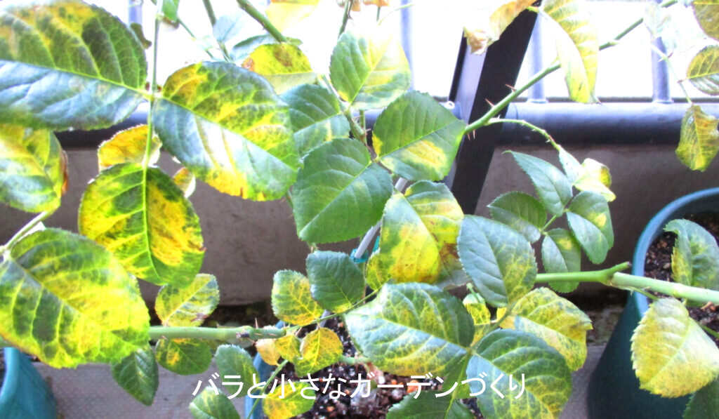 水切れで黄色くなったバラの葉