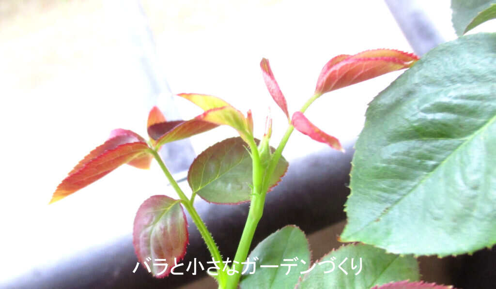 8月のバラの蕾