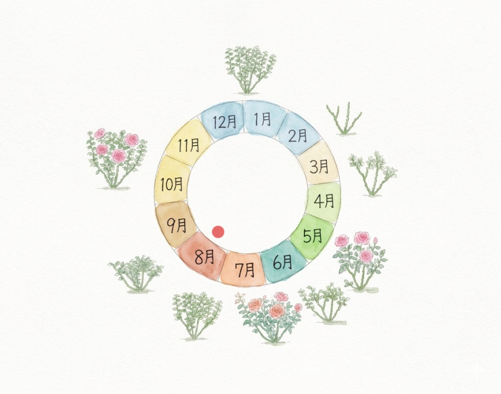 バラのサイクル図8月