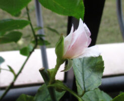 バラの夏花