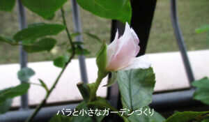 バラの夏花