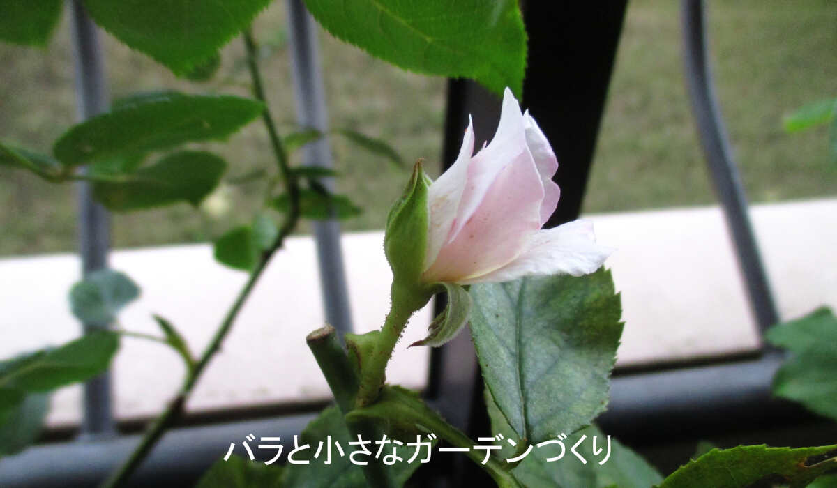 バラの夏花