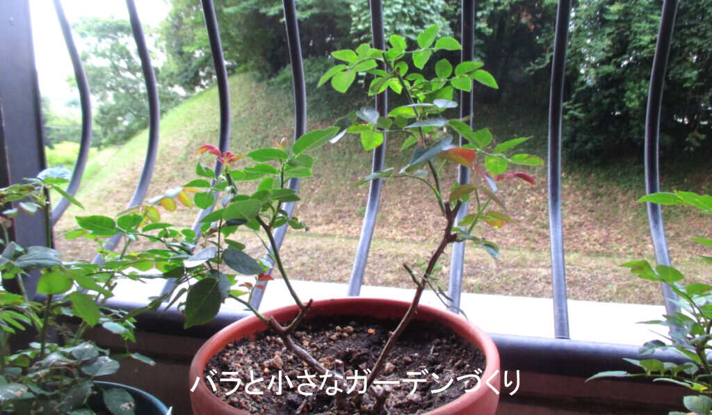 咲かせすぎて弱った株