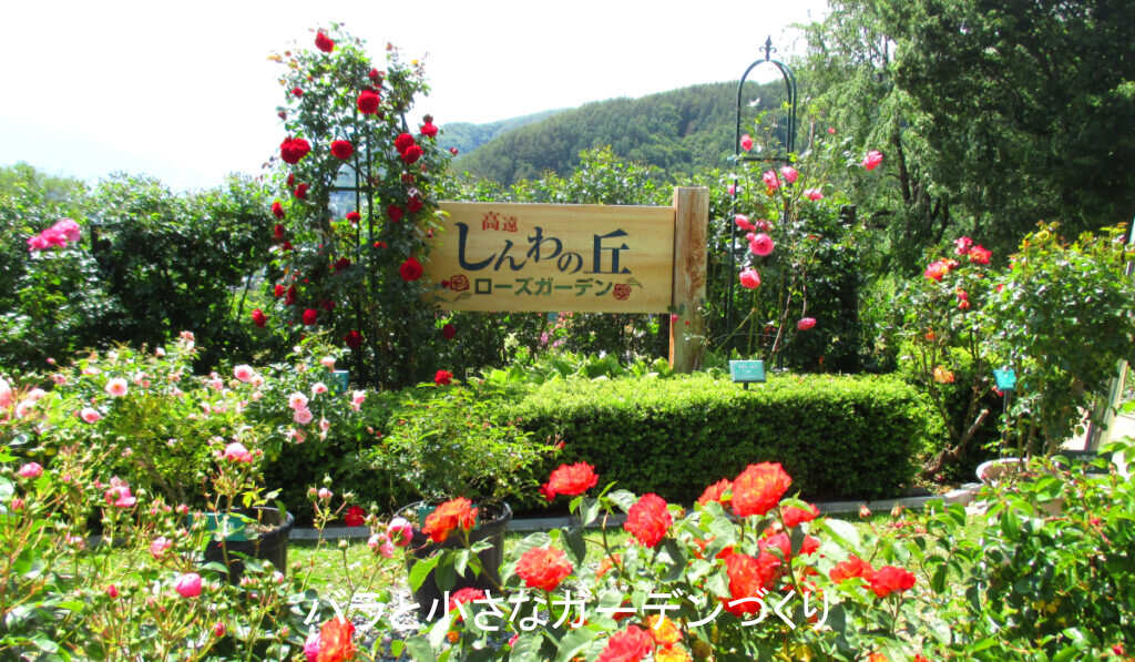 長野県の6月下旬のバラ園(しんわの丘ローズガーデン)