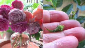 夏花咲かせる？摘蕾する？のアイキャッチ