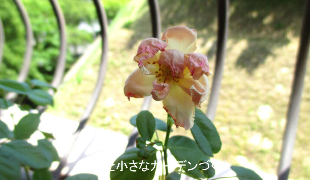貧弱な夏花
