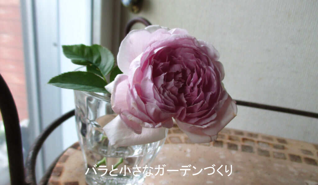 夏花は早いめに摘んで室内にかざる
