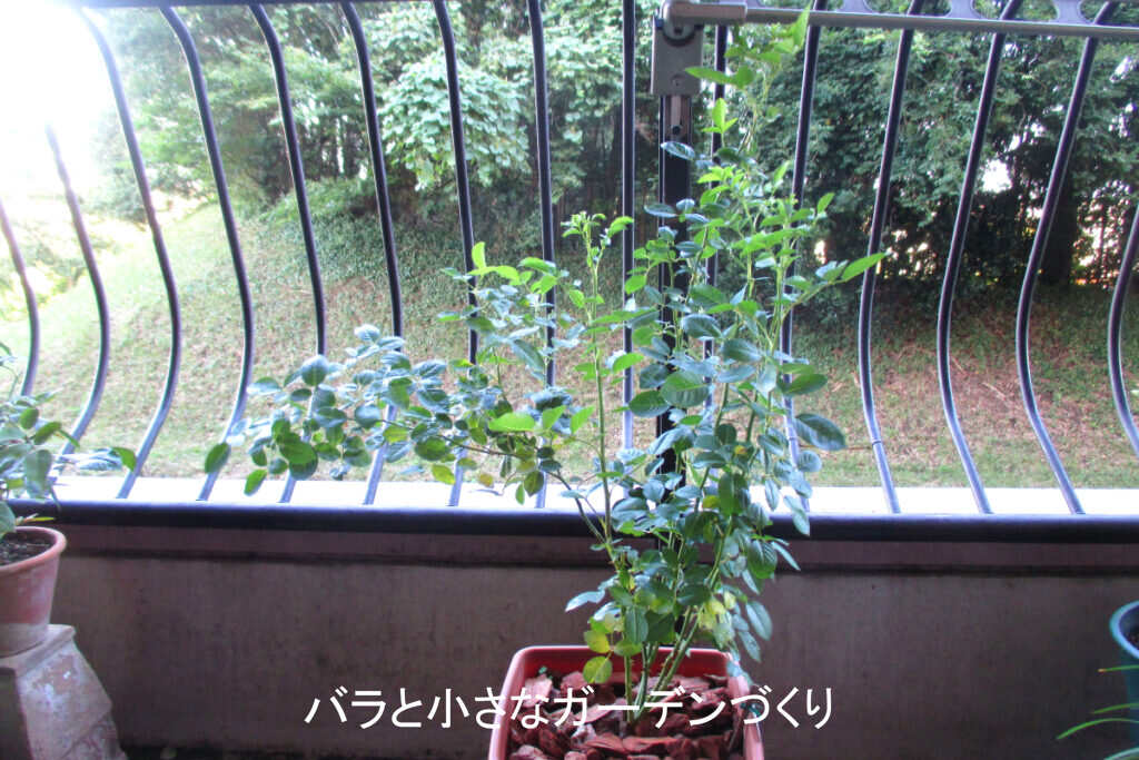緑の葉たっぷりの8月の新苗(ベルロマンチカ)
