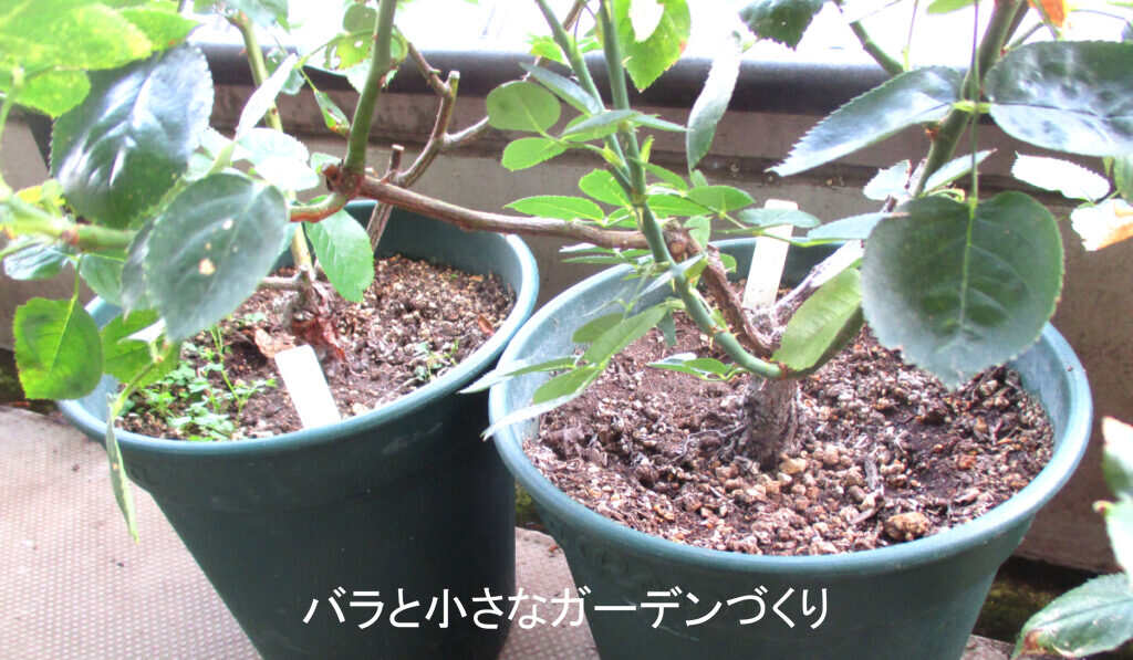 ベランダの鉢
