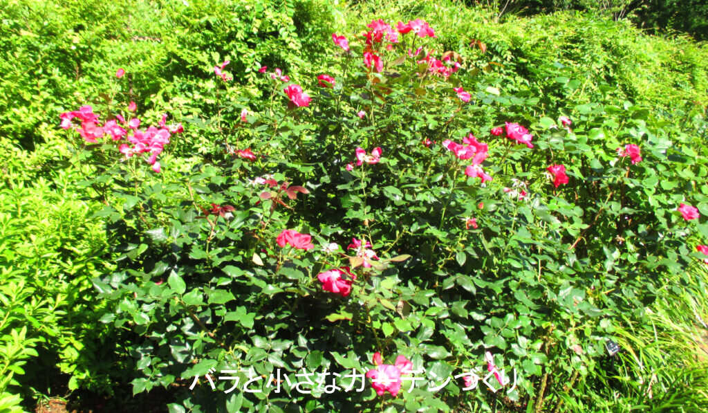 真夏の地植えの夏花