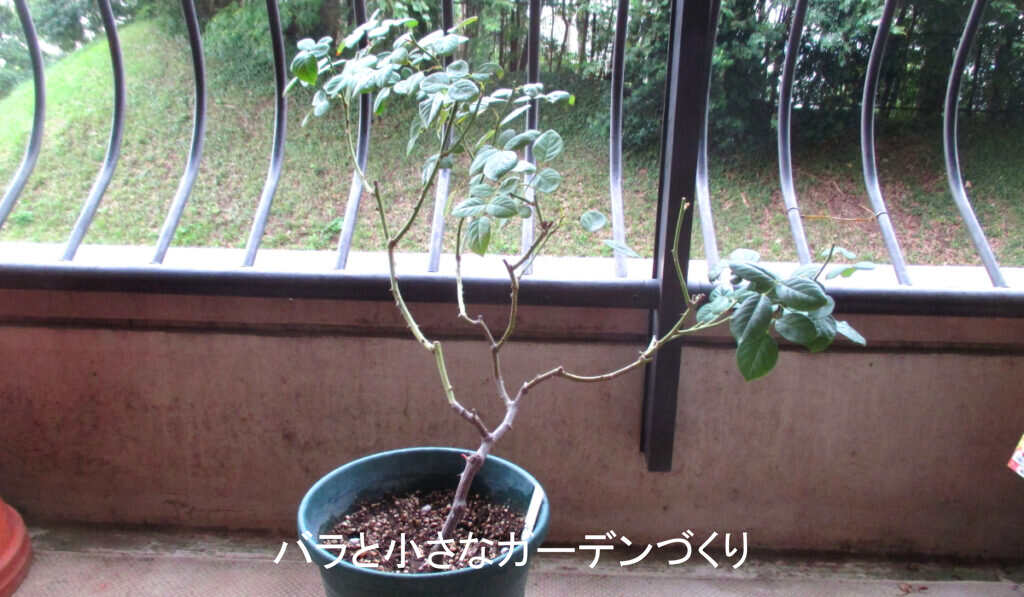 デスデモーナの挿し木