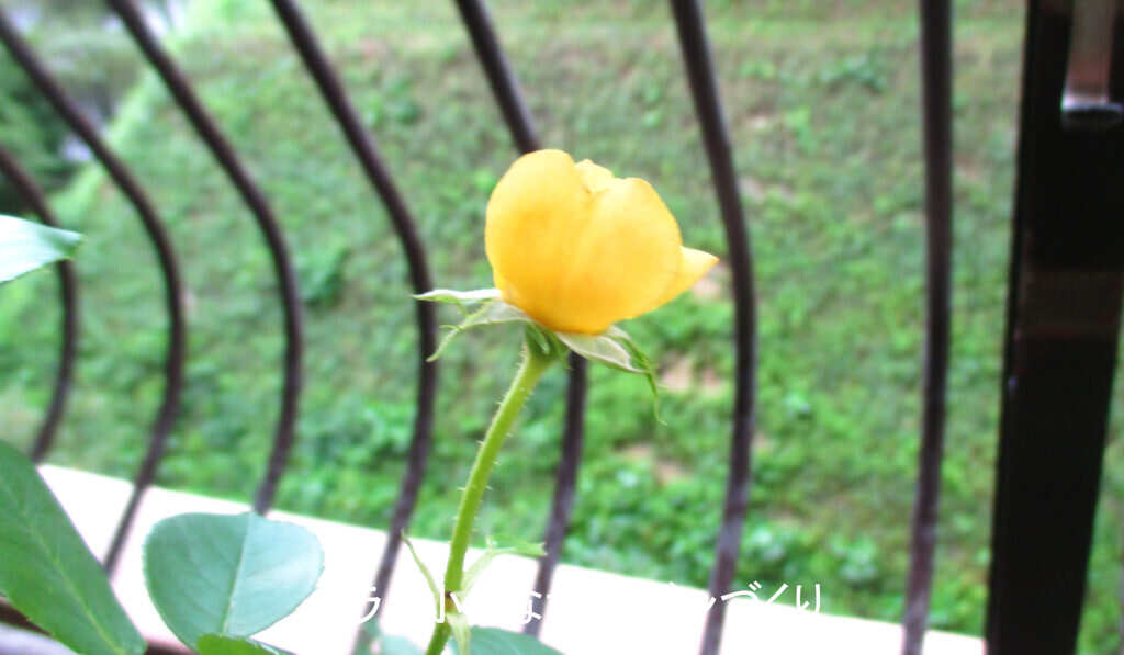 9月に咲く秋花
