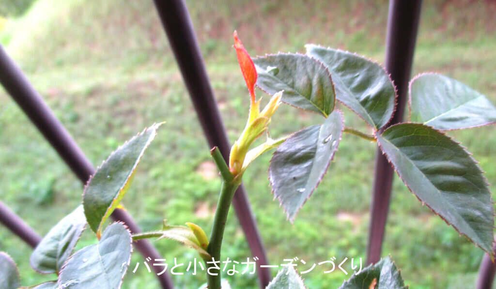 9月初旬の枝先の新芽