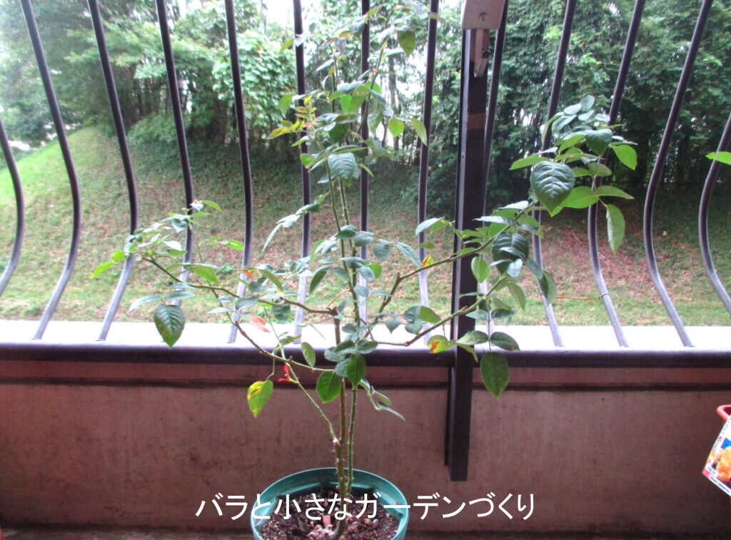 9月のアジュール