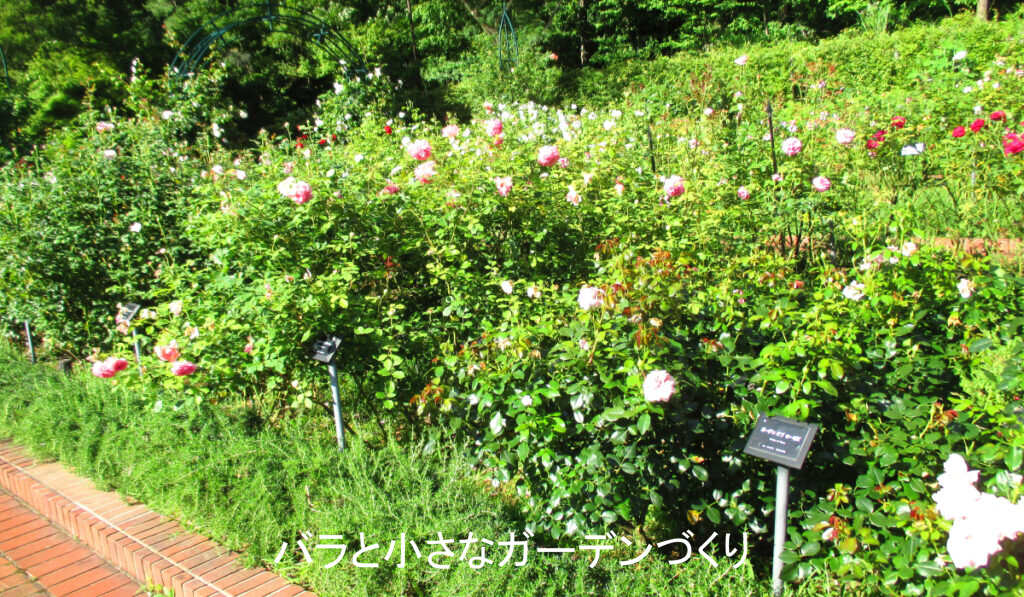 夏剪定に適した株(7月のバラ園のバラ)