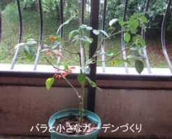 バラの夏剪定をしないなら？9月のリセットで秋バラを楽しもう