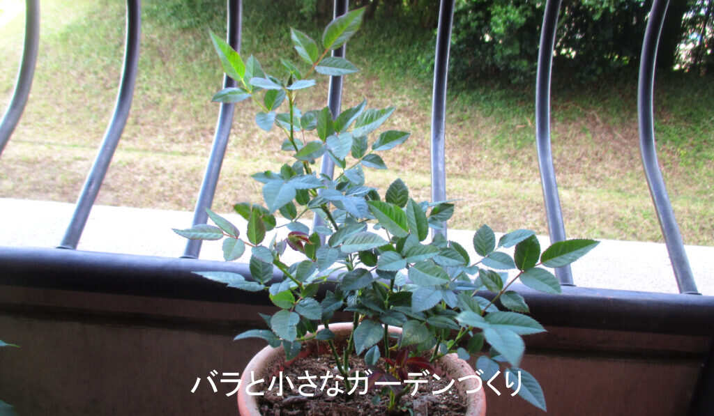 9月の挿し木ミニバラの寄せ植え