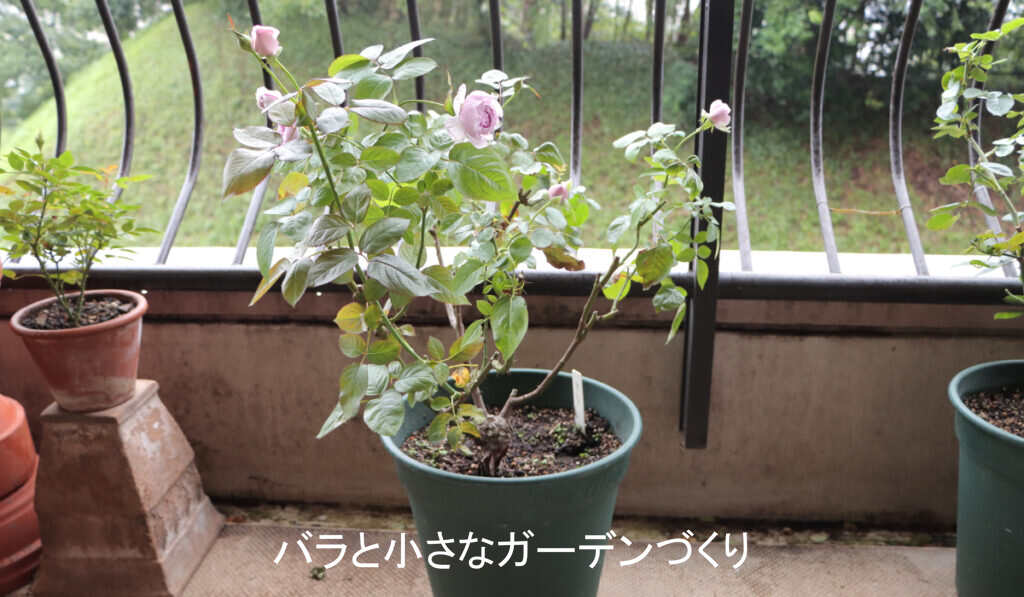 ９月の育て方のバラ