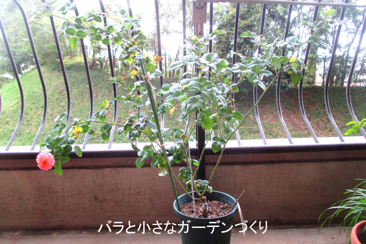 10月の秋花(ドルンブルガーシュロスローズ)
