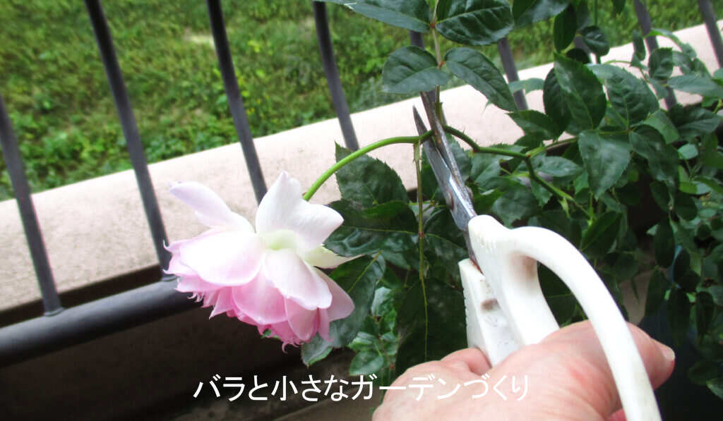 秋花の切り戻しのしかた