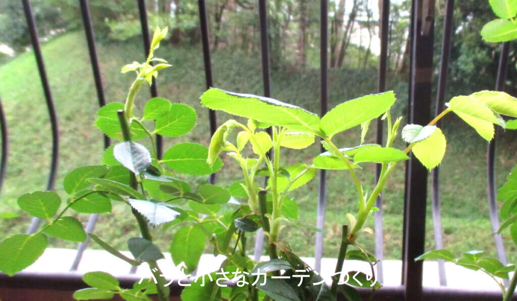 剪定後の芽吹き