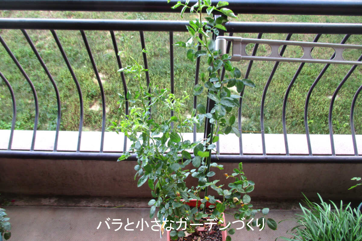 10月の新苗(ベルロマンチカ)