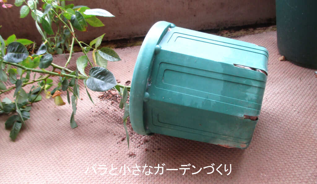 台風対策で鉢を倒す