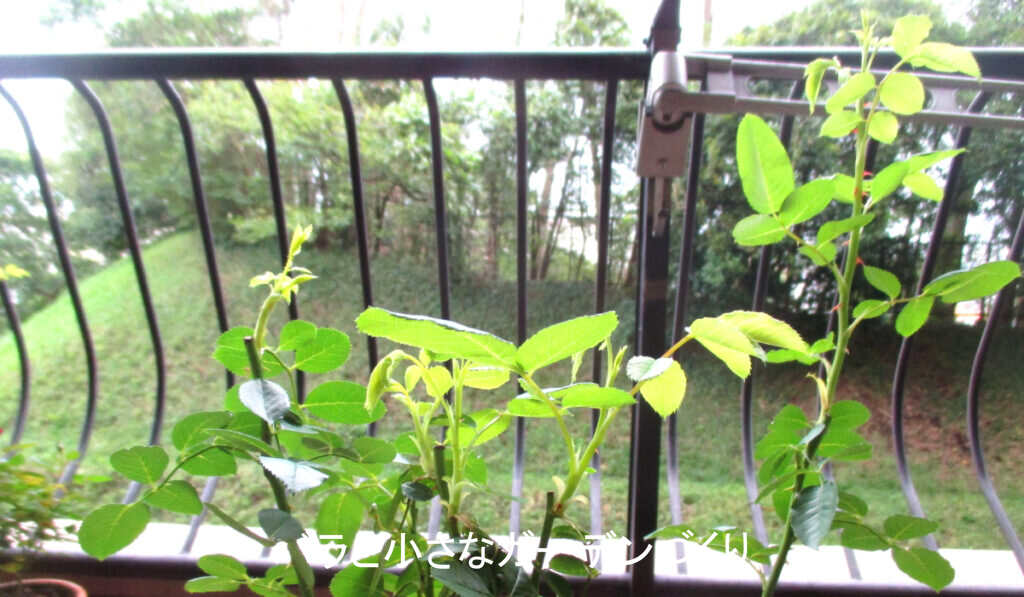 剪定後の芽吹き2