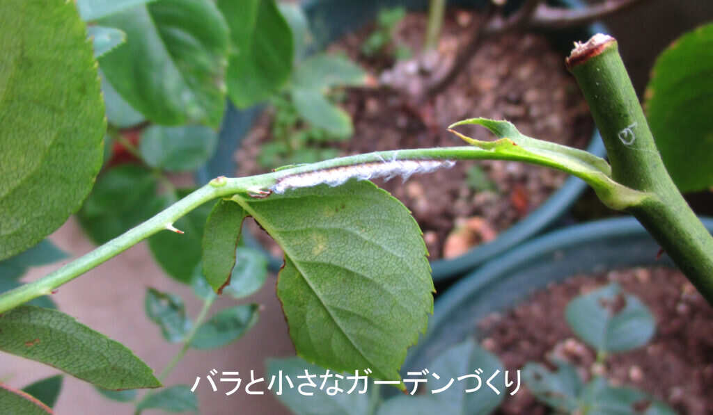 チュウゴクアミガサハゴロモの産卵痕
