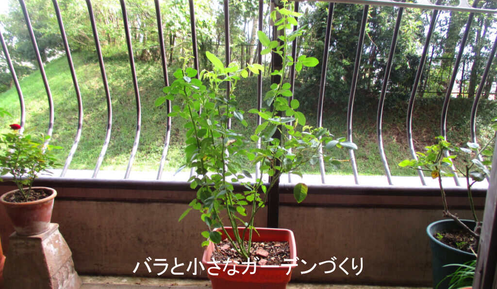 9月の新苗。軽い切り戻し後、芽吹いてきた