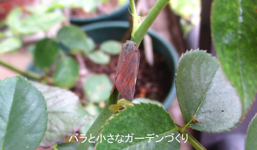 チュウゴクアミガサハゴロモの成虫