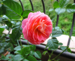 10月の新苗の育て方｜秋花を楽しみながら枝を成熟させる