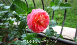 10月の秋花(ドルンブルガーシュロスローズ)