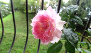 10月のアジュールの花