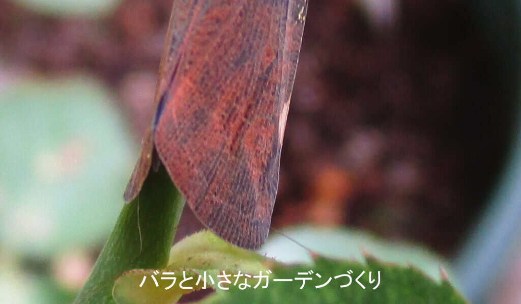 チュウゴクアミガサハゴロモの翅アップ