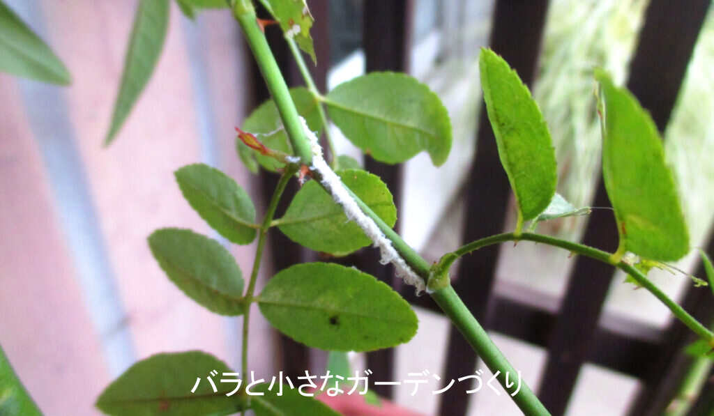 チュウゴクアミガサハゴロモの産卵痕（10月）
