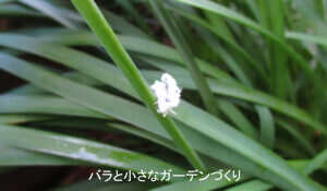 チュウゴクアミガサハゴロモの幼虫